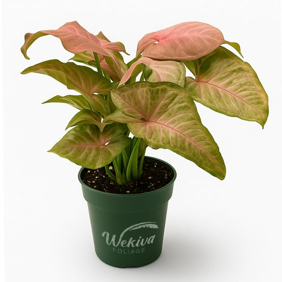 Syngonium Neon Pink - Live Plant in a 4 Inch Pot - Syngonium Podophyllum 'Neon Pink' - Stunning Houseplant with Unique Foliage - The Perfect Air Purifying Houseplant Companion