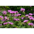 thumbnail image 2 of 500 MIXED SWEET SULTAN Imperialis Mix Amberboa Moschata Centaurea Flower Seeds - Pink, Rose, Lilac, Purple, Mauve, White, & Yellow, 2 of 11