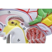 Human Half Brain Model - Life Size, Cross Section - Color Coded & Numbered with Key Card - Includes Mount - Eisco Labs