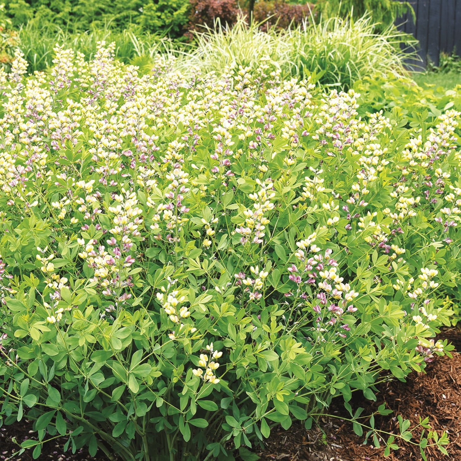 Proven Winners 1 Gallon, Decadence Deluxe 'Pink Lemonade' False Indigo (Baptisia), Live Plant, Pink and Yellow Flowers 1 Pack