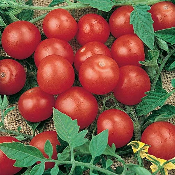 100  Tiny Tim Tomato Seeds - Dwarf Heirloom Seeds for Planting - Great for Patio or Garden