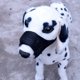 thumbnail image 1 of 17-21CM Bozales de Nailon para Perros, Bozal para Perros Pequeños y Medianos con Malla Transpirable, Bozal Suave para Evitar Mordeduras, Ladridos y Mordiscos, 1 of 4