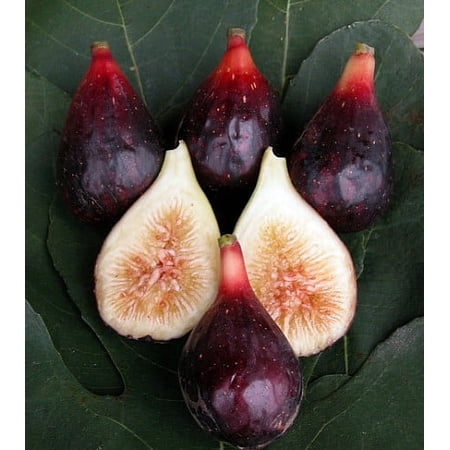 LSU Purple Edible Fig Plant - Ficus carica - 4" Pot