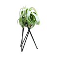 thumbnail image 1 of Soporte Para Plantas De Aire De Mesa, Exhibición De Arte Del Hierro, Decoración Para Interiores Y Exteriores Para El Hogar, Adornos Geométricos De Jardín Tillandsia, Soporte Para Macetas De Oficina Yuarrent HA026904-01, 1 of 5