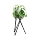 thumbnail image 1 of Soporte Para Plantas De Aire De Mesa, Exhibición De Arte Del Hierro, Decoración Para Interiores Y Exteriores Para El Hogar, Adornos Geométricos De Jardín Tillandsia, Soporte Para Macetas De Oficina Speravity HA026904-01, 1 of 5
