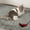 Red-to-Dark Gray Gradient, variant on Gradient Long Plush Pet Cushion, Winter Warm Cat Bed Dog Bed Fluffy Pet Mat with Non-Slip Base for Dogs and Cats