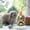 Mint Green, variant on Luoshdecor Cat Beds for Indoor Cats ,Washable Round Donut Calming Dog Beds for Puppy and Kitten with Anti-Slip Bottom
