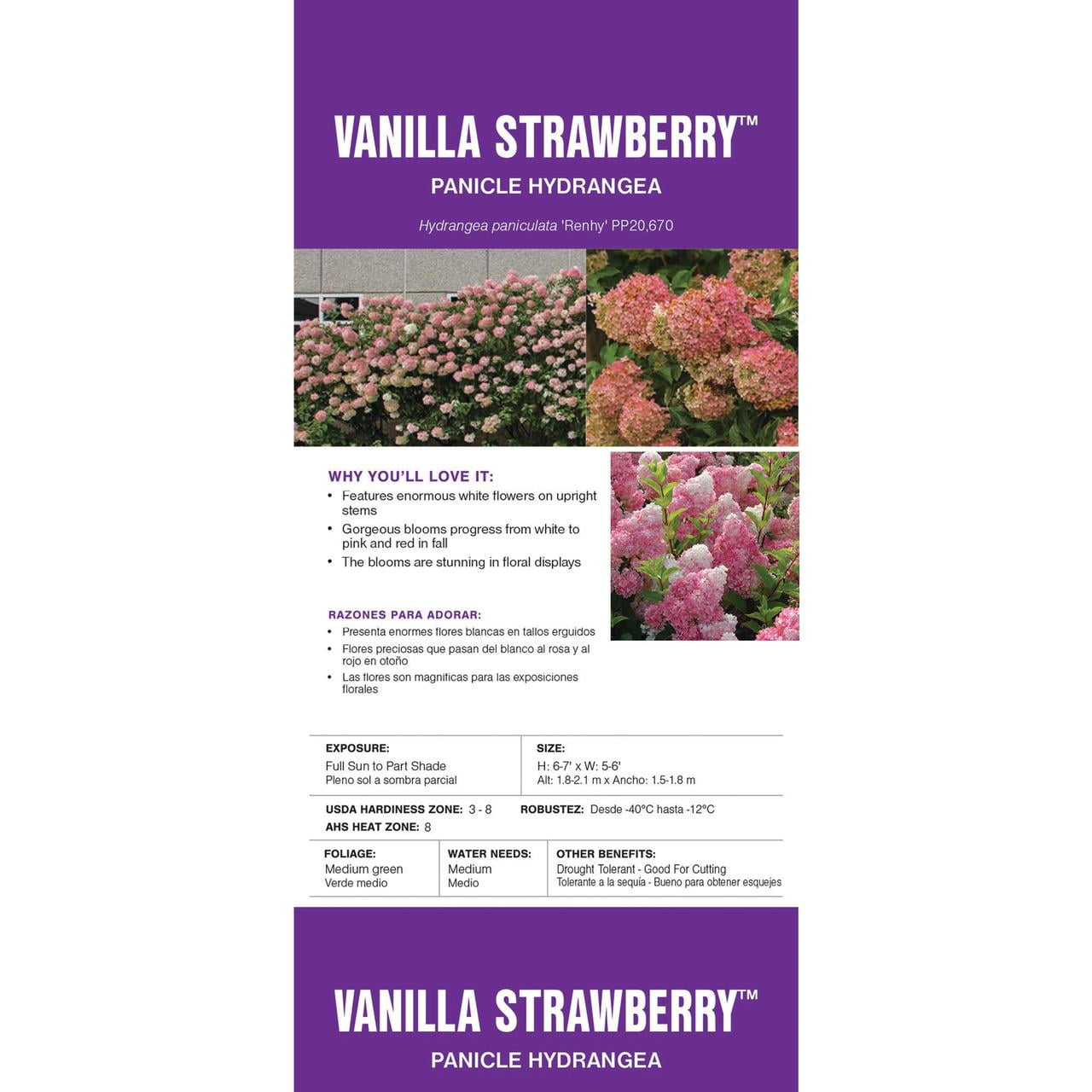 First Editions Hydrangea Vanilla Strawberry Live Shrub in 3-Gallon Grower Pot