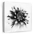 thumbnail image 4 of Masterpiece Art Gallery Daylight I Dahlia By Ilona Wellmann Canvas Art Print 24" x 24", 4 of 4