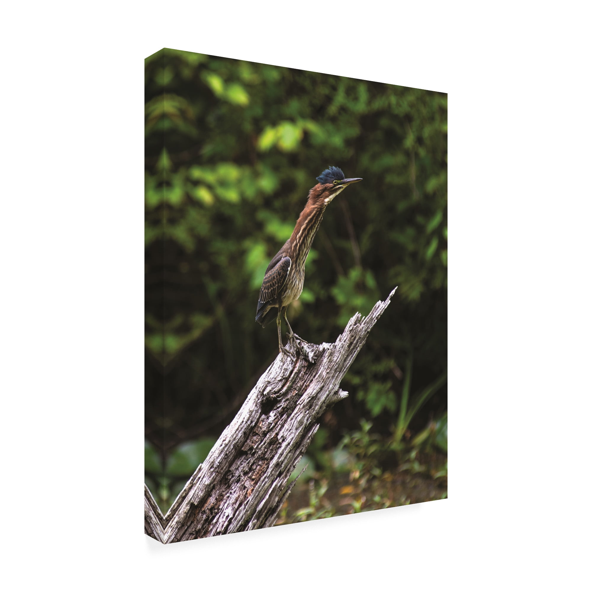Trademark Fine Art 'The Green Heron' Canvas Art by Kurt Shaffer Photographs