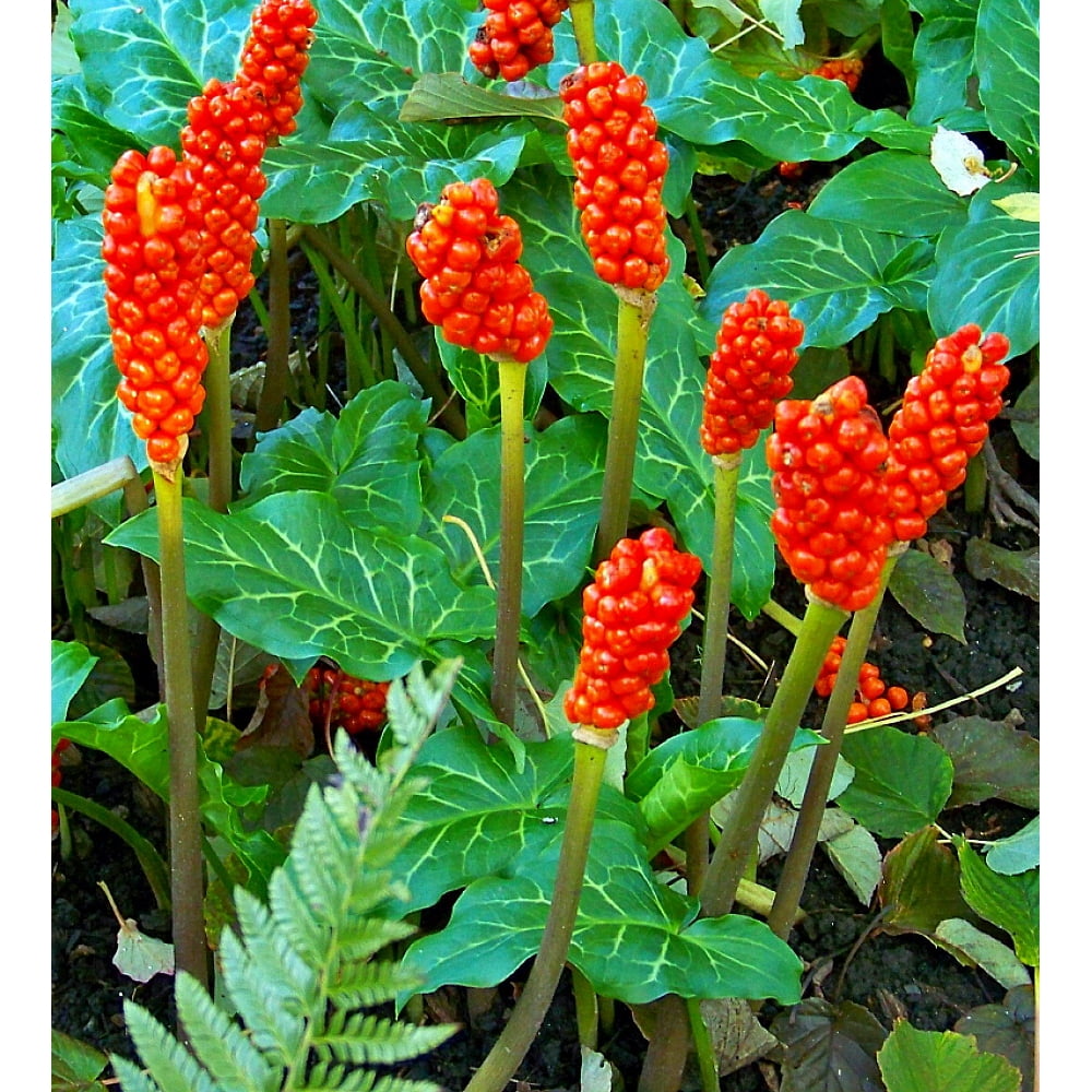 Arum of Italy 2 Bulbs Arum italicum Lords and Ladies Very Hardy