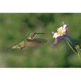 thumbnail image 1 of TUFTOP TT99822 Hummingbird & Columbine Medium 12x16 Cutting Board, 1 of 1