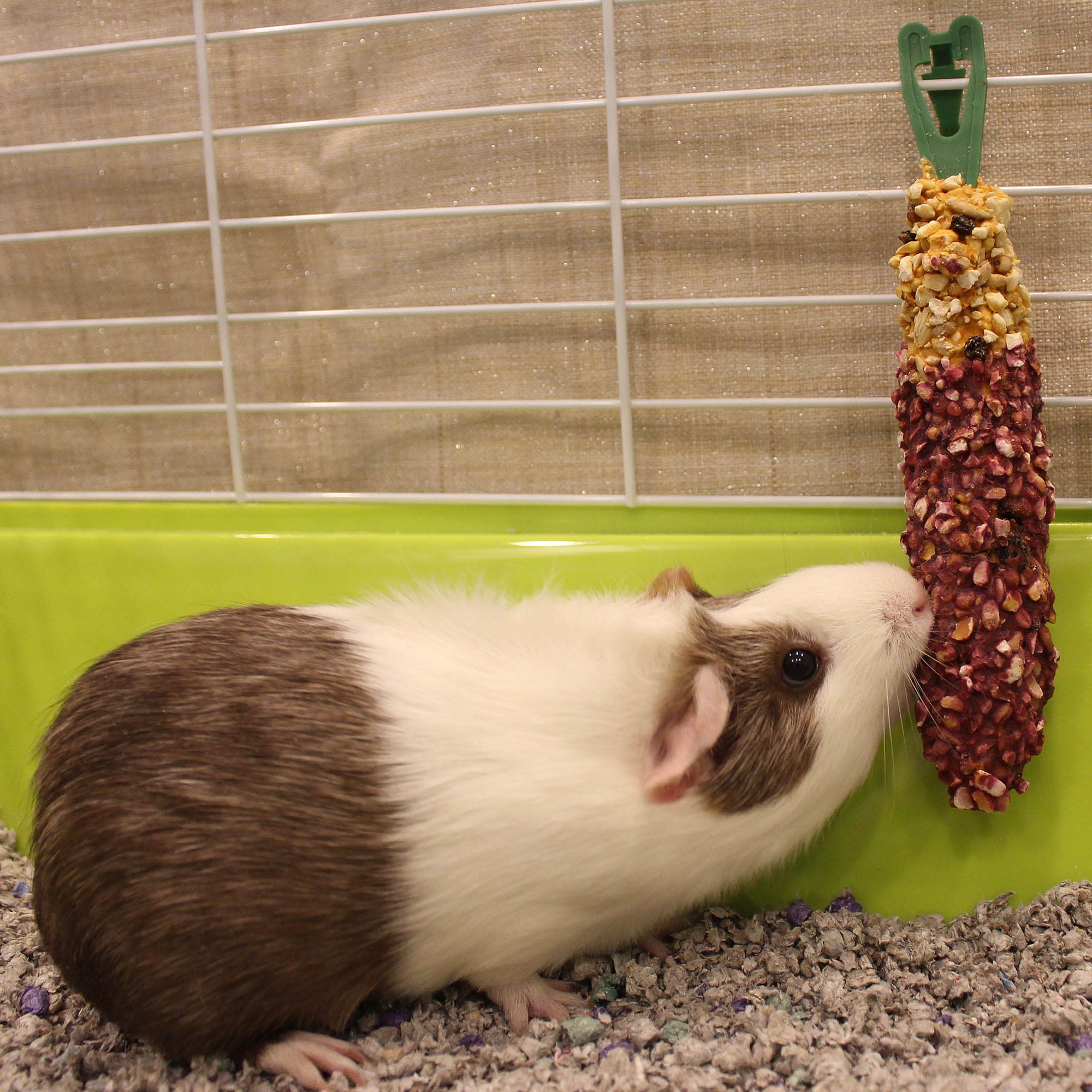 Wagg guinea pig crunch cheap