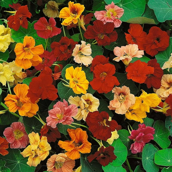 Dwarf Jewel Mix Nasturtium for Planting - Attractive Mixed Color Blooming Vine - Made in USA, Ships from Iowa (100 Seeds)