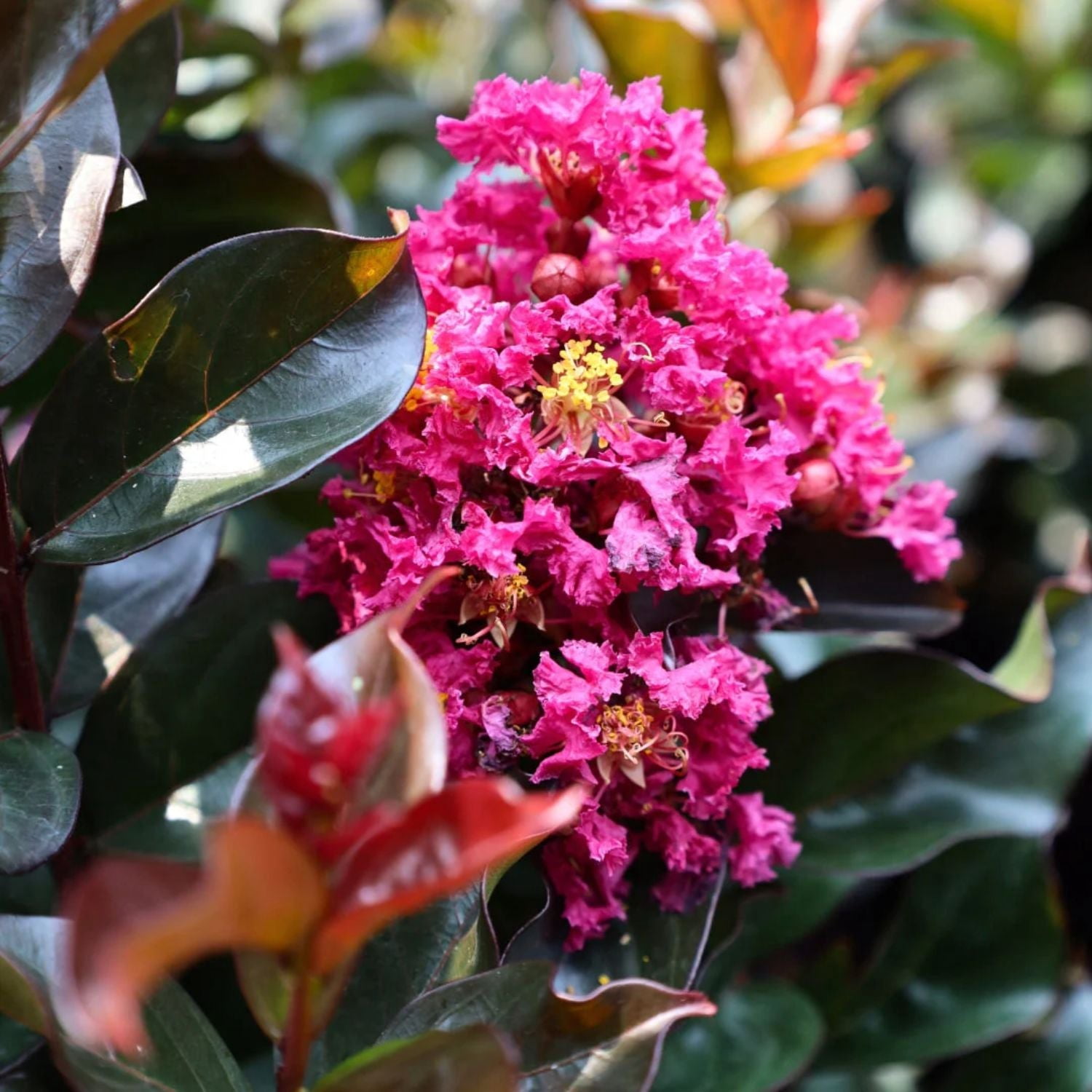 Black Diamond Blooms 3-4 ft. tall Pave Pink Crape Myrtle Live Tree in 7-Gallon Grower Pot