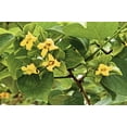 thumbnail image 5 of 5 Seeds JAPANESE PERSIMMON Tree Asian Diospyros Kaki Orange Red Fruit, 5 of 10