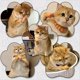 thumbnail image 3 of 6 Guantes Elásticos para Gatos, Guantes para Morder, Juguetes para Gatos, Guantes Elásticos para Gatos., 3 of 7