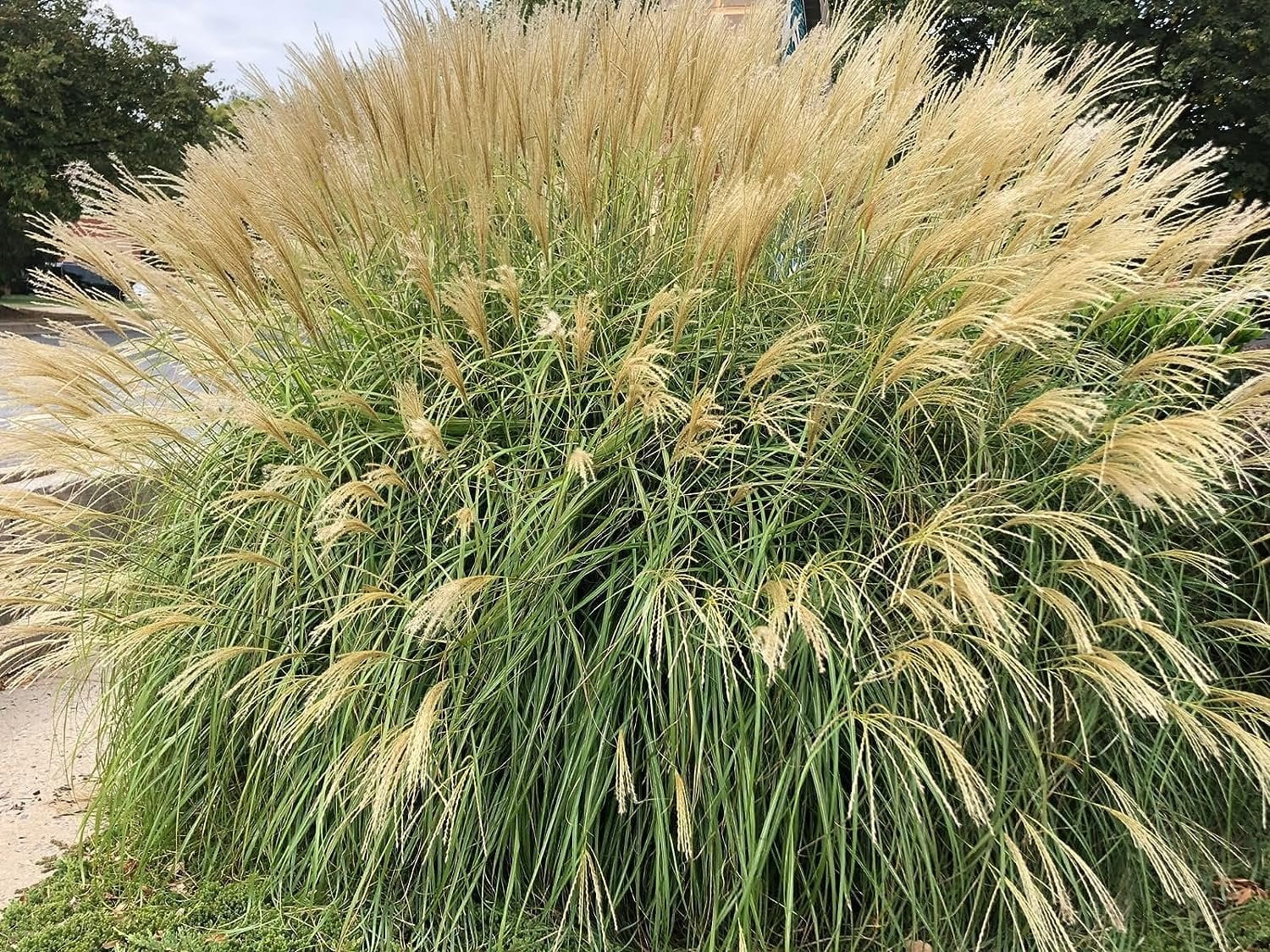 Adagio Maiden Grass  3 Live Plants  Micanthus Sinensis  Hardy Ornamental Grass Perfect for Landscaping and Gardening