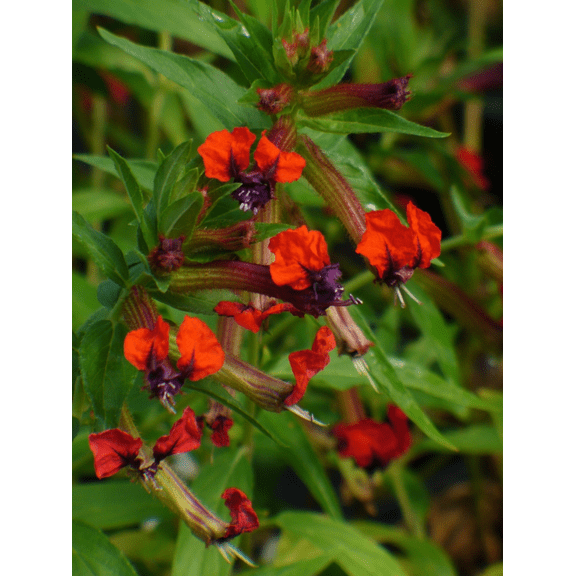 Set 2 Batface Cuphea Live Plants, Cuphea Llavea Plants for Outdoor Garden 4 to 6 Inch Tall