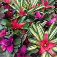 thumbnail image 6 of RedCrocus Assorted Bromeliads- Tropical, Colorful Rosette Foliage- Indoor & Outdoor Container Plants 6" Pot, 6 of 11
