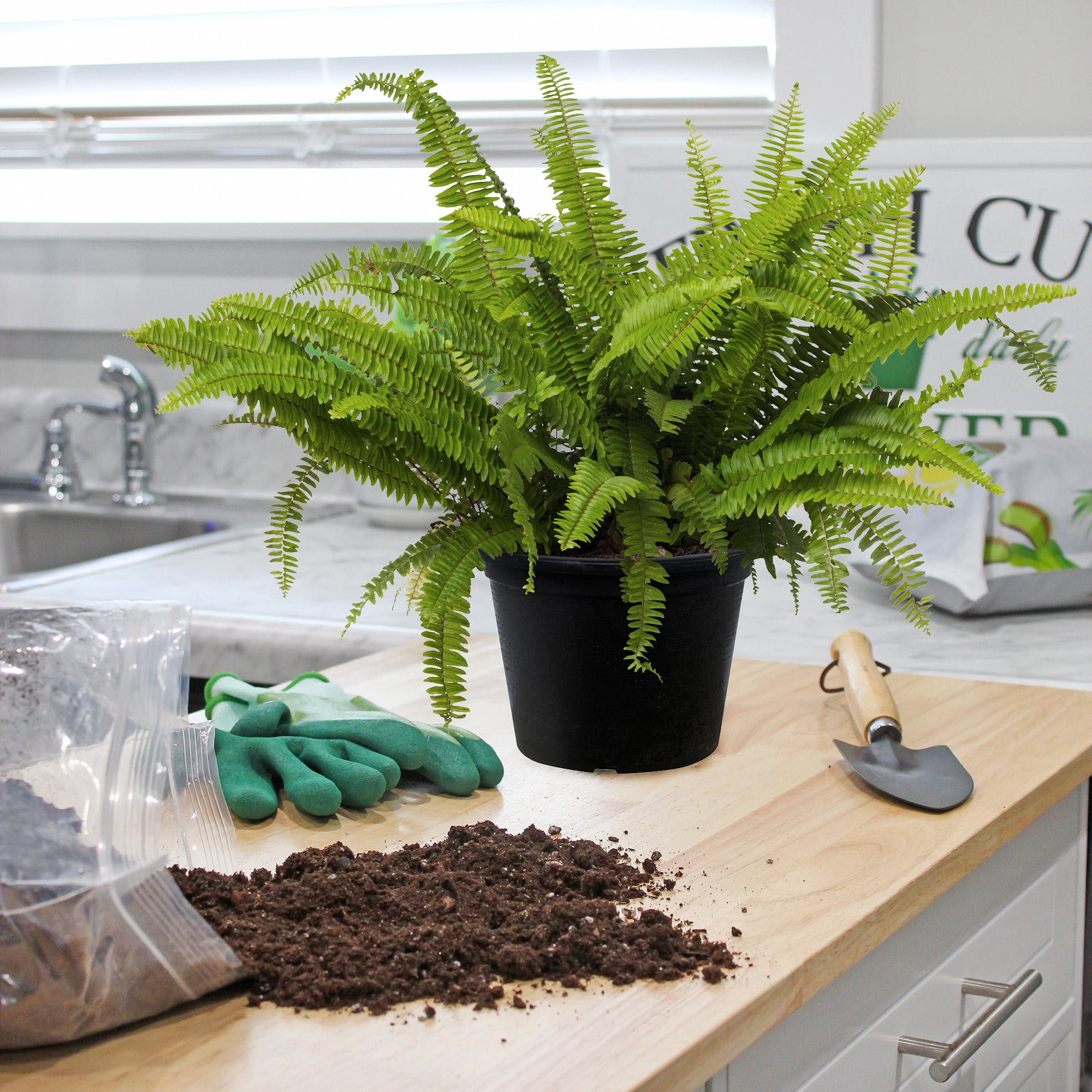 Fern Plant Potting Soil Mix (8 Quarts), Custom Hand Blended Mixture for Indoor/Outdoor Container Gardening