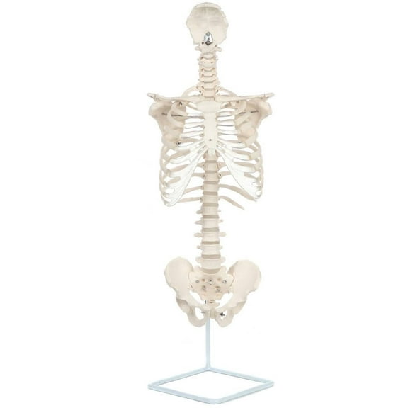 Axis Scientific Life Size Rib Cage Anatomy Model with Vertebral Column and Pelvis, Cast from Real Human Bones, Includes Full Color Study Guide and Stand
