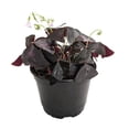 thumbnail image 4 of Rare Purple Rain Shamrock Plant - Easy Houseplant - Oxalis - 6" Pot, 4 of 4