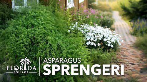 Fern Sprengeri  30 Live Plants  Asparagus Densiflorus  Evergreen Ornamental Fern  Lush Green Foliage for Hanging Baskets & Borders
