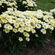 Angle View: Proven Winners 2.5QT Multi-color Leucanthemum Full Sun, Live Plants with Grower Pot