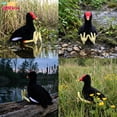 thumbnail image 3 of PuffPurrs Common Moorhen Plush – Lifelike 10in Wetland Bird Toy, Realistic Water Bird Plush Gift for Nature Lovers, 3 of 7