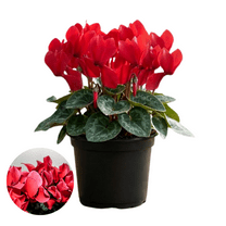 Red Cyclamen Plant Live, 4 Inch Pot Cyclamen Live Plant, Colorful Blooms, Ornamental Flowers Plant, Hardy Cyclamen Flowers Plant, Ready to Grow