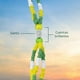 thumbnail image 2 of Mazo Collar Personal San Judas Tadeo Verde Amarillo Protecciones, 2 of 6