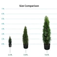 thumbnail image 4 of Direct Gardening Emerald Green Arborvitae Tree Live Evergreen Shrub, Grown in a 3-Gallon Pot, 3 Pack, 4 of 6