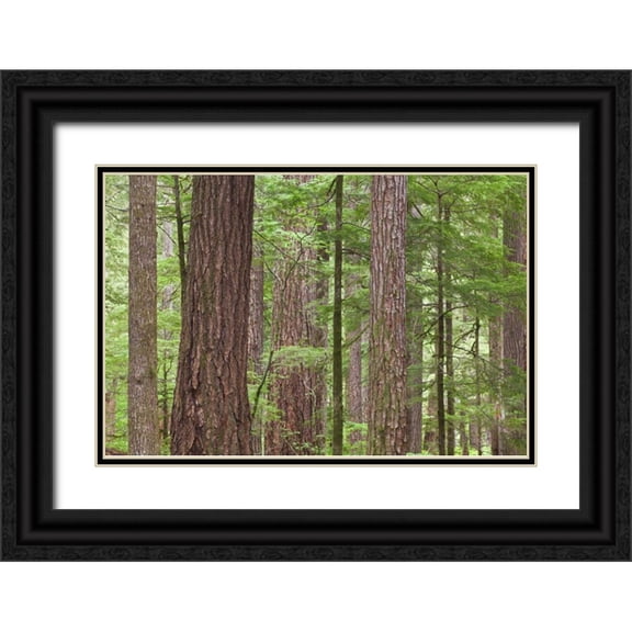 Paulson, Don 32x23 Black Ornate Wood Framed with Double Matting Museum Art Print Titled - WA, Olympic NF Old growth Douglas fir trees