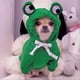 thumbnail image 2 of Mascota Rana Cosplay Ropa Traje Gato Cálido Invierno Suéter Abrigo Jersey Ropa Perro Sudadera Con Capucha Sudaderas Ropa De Cachorro Traje De Clima Frío Para Perros Pequeños Medianos, 2 of 4