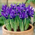 thumbnail image 3 of Dwarf Iris Reticulata,Flower Bulbs,Fragrant, Blue or Yellow (Blue, 25 Bulbs), 3 of 3