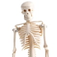 thumbnail image 4 of Human Kids Skeleton Model With Stand & Base - 17inches Tall With Removable Arms And Legs, Easy To Assemble, Medical Study Kits, Classroom Decor 12x12x42cm, 4 of 8