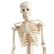 thumbnail image 4 of Modelo de de Cuerpo pa en , 42 CM , Extraíble Y Desmontable, Juguete Educativo pa con Ayudas pa El Es Hugo Estatua del esqueleto del cuerpo humano, 4 of 8
