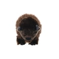 thumbnail image 2 of Wild Republic Bison, Cuddlekins, Stuffed Animal, 12 Inches, Gift for Kids, Plush Toy, Fill is Spun Recycled Water Bottles, 2 of 5