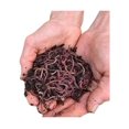 SEYATPOOL 250+ (1/4LB) Live Red Wiggler Composting Worms Live