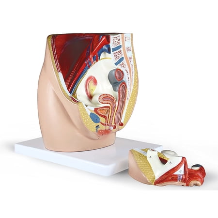 Vision Scientific Female Pelvis - 3 parts price history on PriceWatchPro