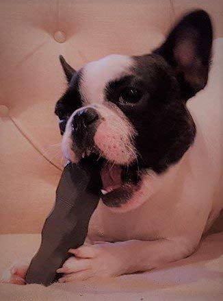 Indestructibone Mini Virtually Indestructible Dog Chew Toy for Dogs up to 15lbs