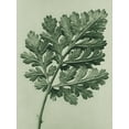 thumbnail image 2 of Blossfeldt, Karl 19x24 White Modern Wood Framed Museum Art Print Titled - Chrysanthemum parthenium (Feverfew chrysanthemum), 2 of 4