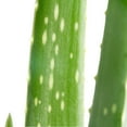 thumbnail image 5 of Desert Escape by Costa Farms 7" Aloe Vera House Plant in 4" Grower Pot, 5 of 9