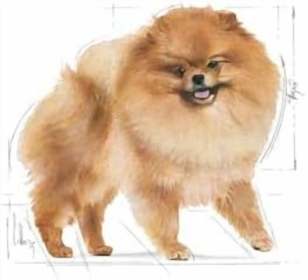 Royal Canin Pomeranian Dog Wet Food 12x85g