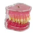 thumbnail image 4 of Modelo de enseñanza oral,Modelo de extracción dental Modelo de enseñanza oral,Kit educativo para la práctica de extracción de dientes,Instrumento dental modelo didáctico, 4 of 9