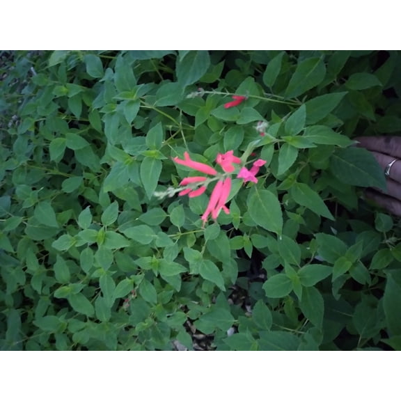 Daylily Nursery 3.5" Pineapple Sage Live Plants in 3.5" Starter Pots, Beautiful Red Flower Spikes