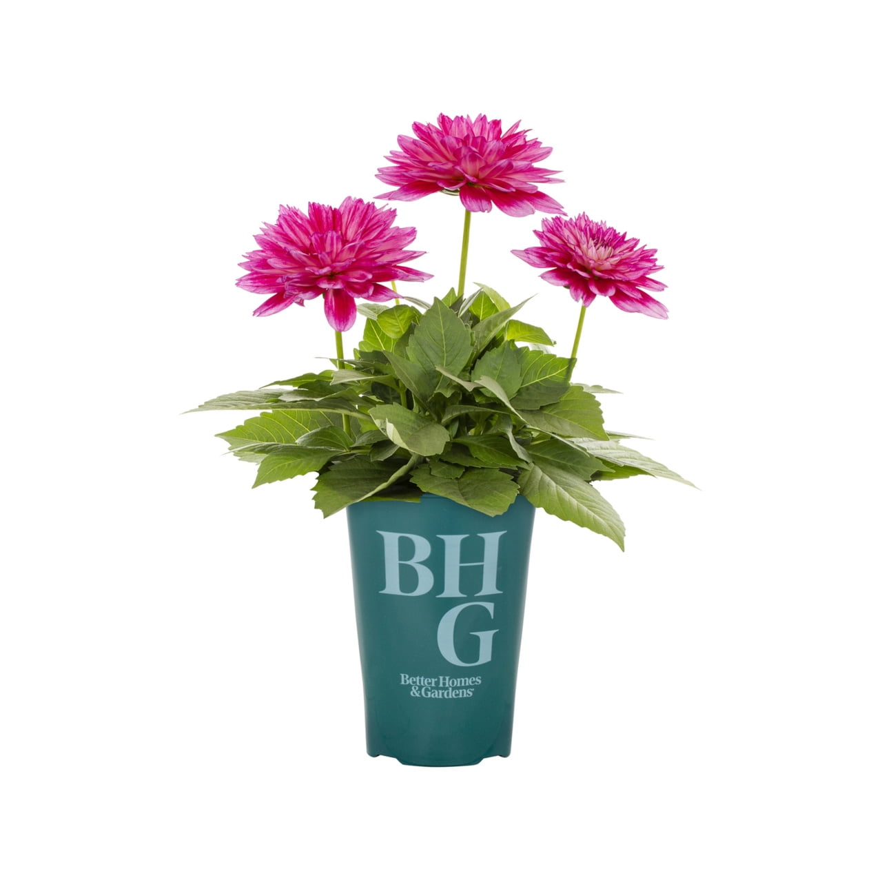 Better Homes & Gardens 2QT Pink Dahlia Live Annual Plant Sun 3-Pack