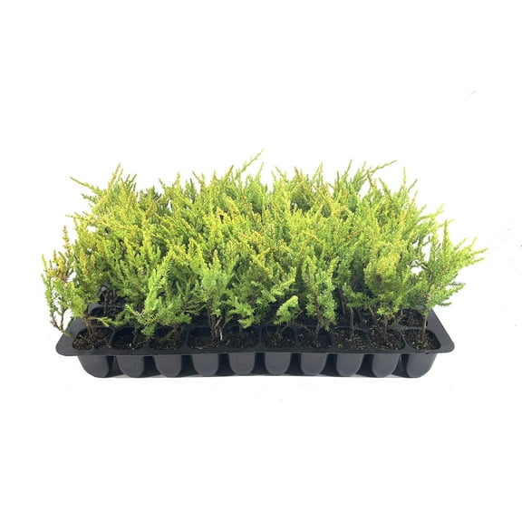 Gold Star Juniper - 3 Live Plants - Juniperus Chinensis - Drought Tolerant Cold Hardy Evergreen Ground Cover