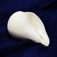 thumbnail image 2 of Shankh For Pooja/Blowing Shankh For Pooja Original Conch Shell/Padam vishnu blowing Shankh/ 4 inch pure white By Indian Collectible, 2 of 2
